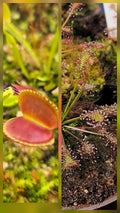 Carnivorous Plant 2 Pack- (Venus Flytrap & Sundew) Dionaea Muscipula, Drosera Intermedia