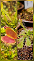 Carnivorous Plant 2 Pack- (Venus Flytrap & Sundew) Dionaea Muscipula, Drosera Spatulata