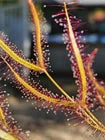 Drosera Binita (Fork-Leaf Sundew)