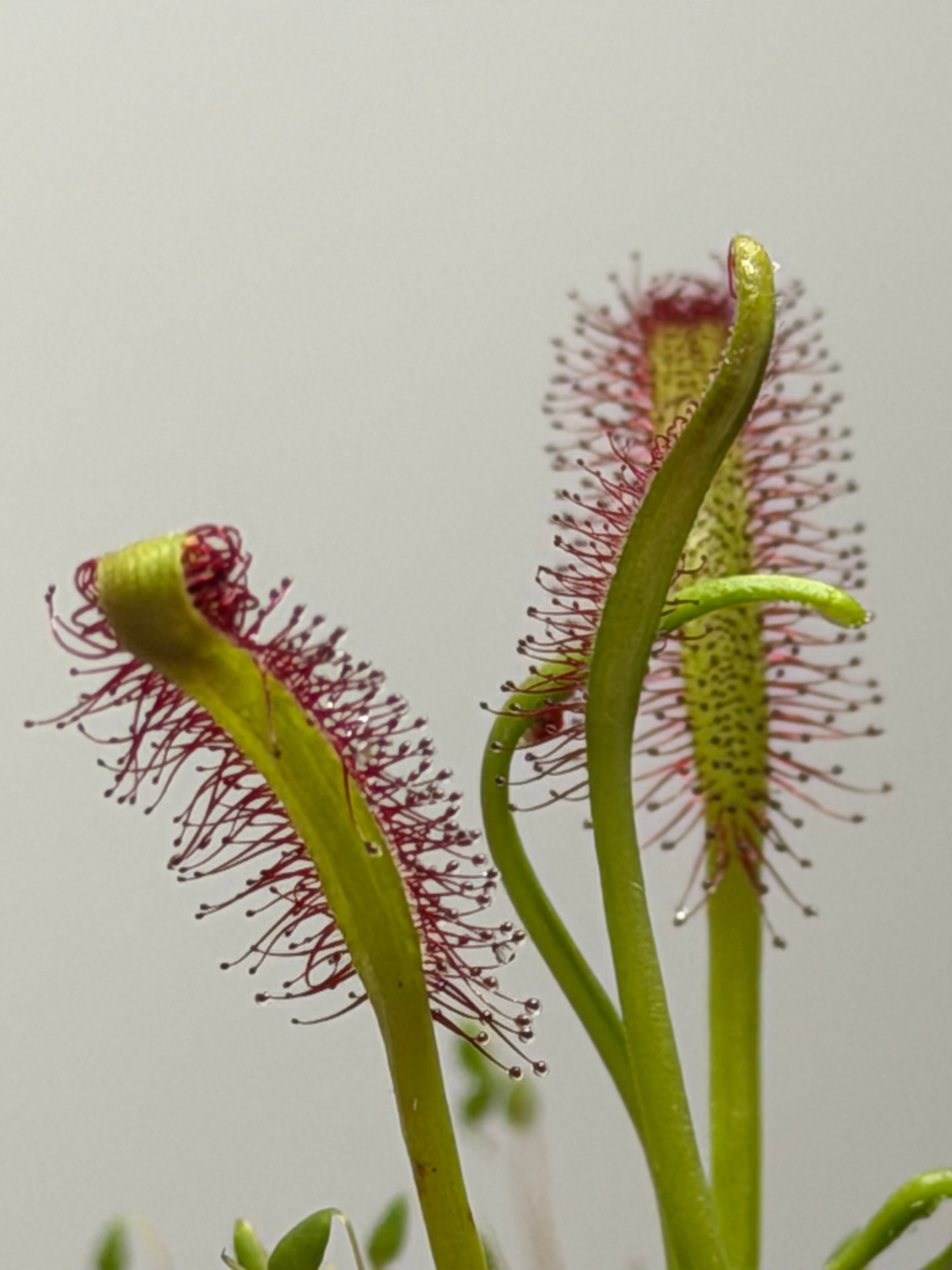 Sundew 4 Pack- Drosera Capensis