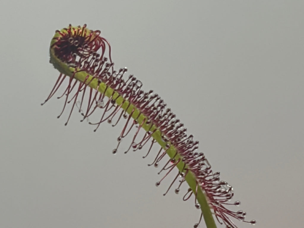 Sundew  Seeds- Drosera Capensis 50+