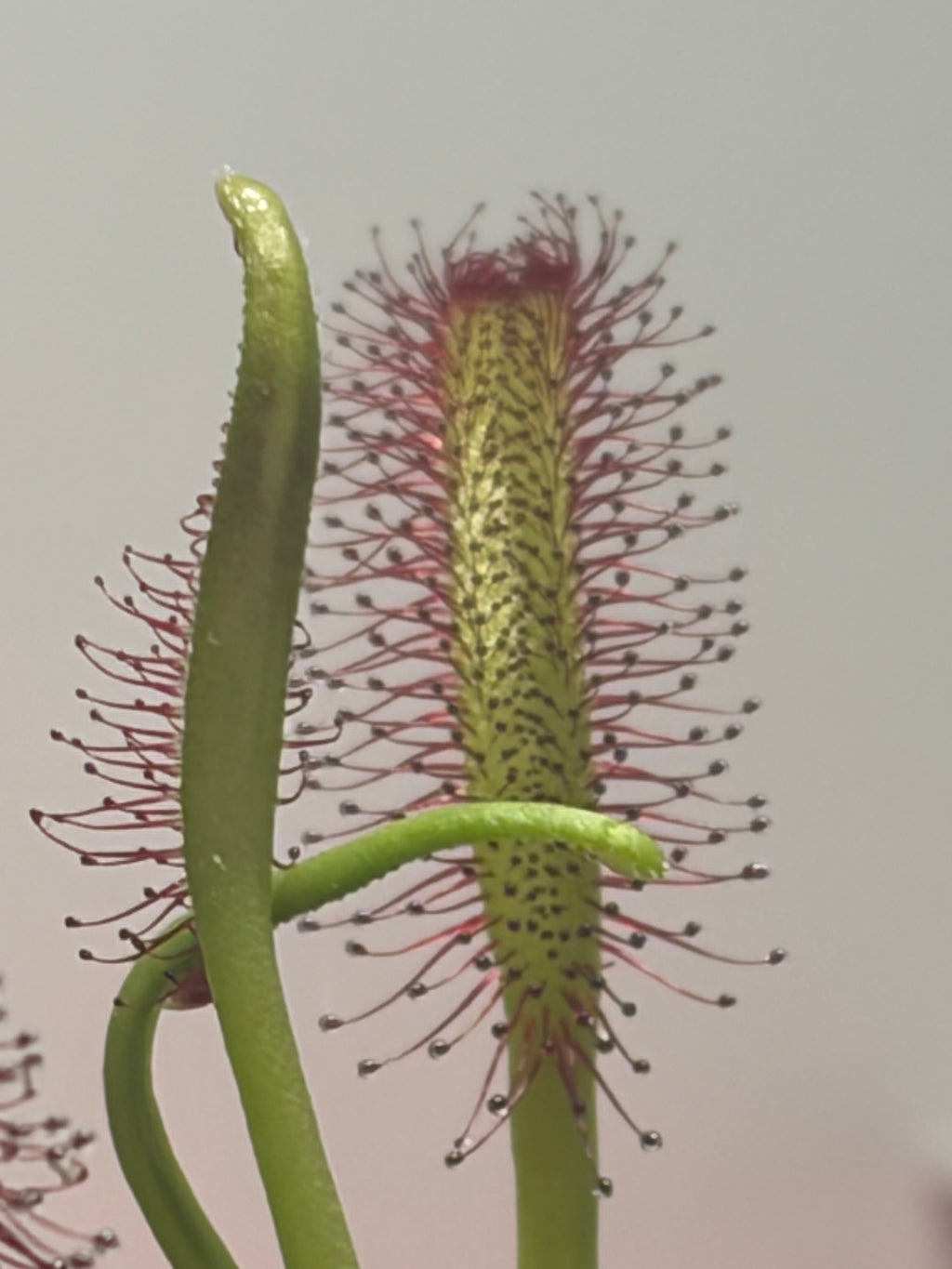 Sundew  Seeds- Drosera Capensis 50+