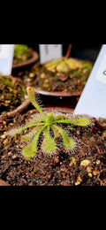 Drosera Spatulata Seeds (Sundew) 50+