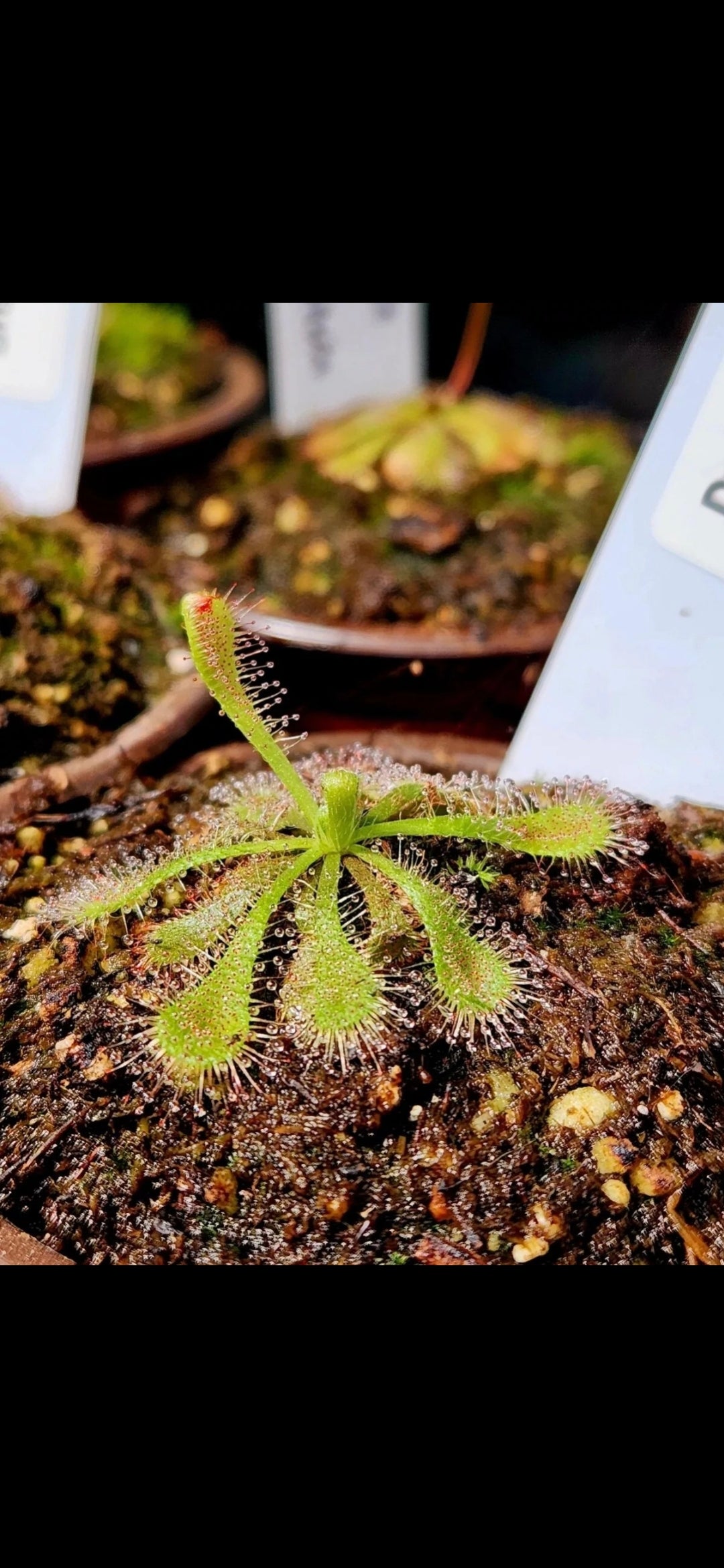 Sundew 2 Pack- Drosera Spatulata, Drosera Intermedia
