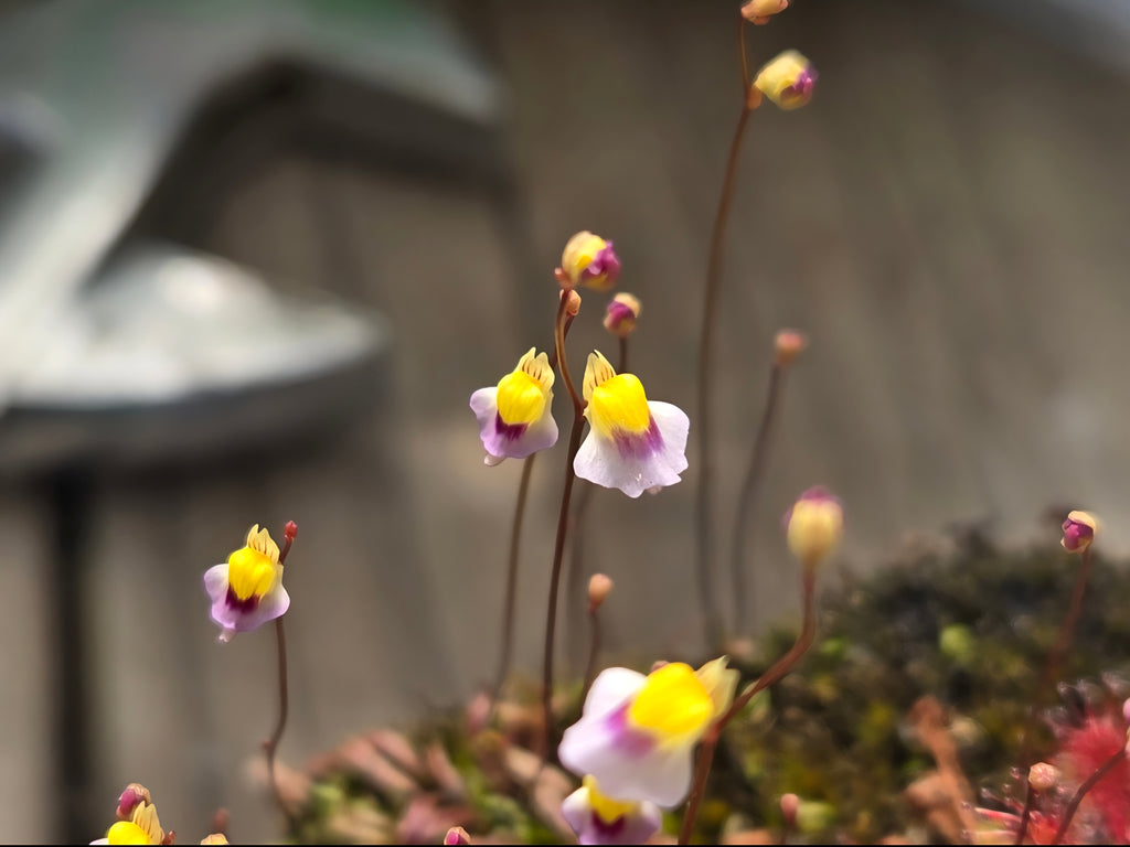 Bladderwort - Utricularia Blanchetii