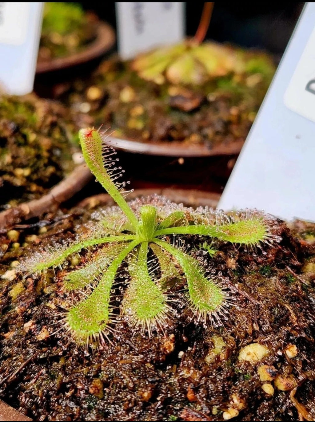 Carnivorous Plant 2 Pack- (Venus Flytrap & Sundew) Dionaea Muscipula, Drosera Spatulata