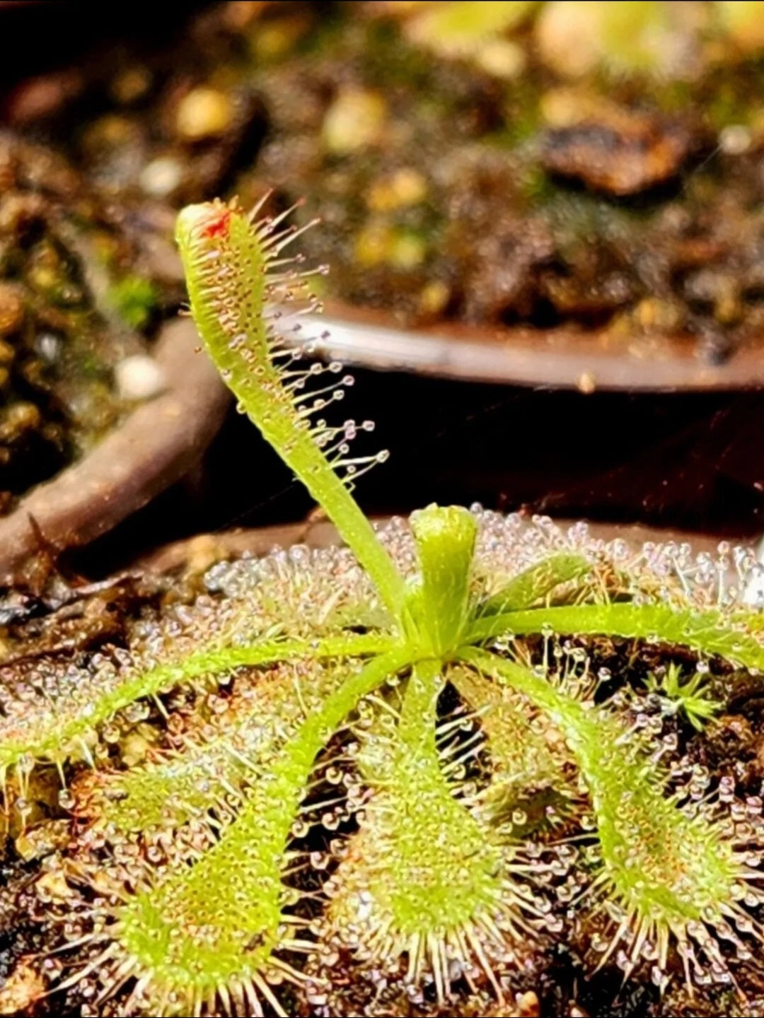 Sundew 3 Pack- Drosera Capensis, Drosera Spatulata, Drosera Intermedia