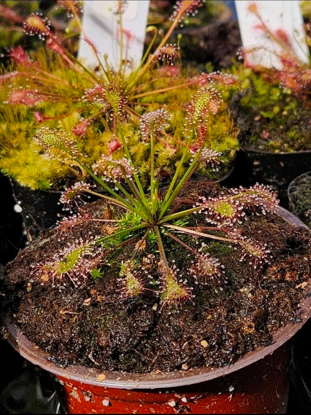 Sundew 4 Pack- Drosera Intermedia