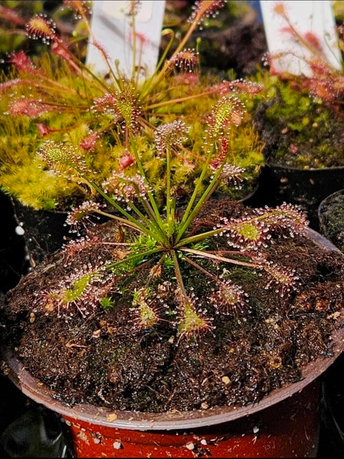 Carnivorous Plant 2 Pack- (Sundew & Bladderwort) Utricularia Blanchetii, Drosera Intermedia