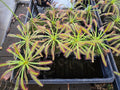 Large Drosera Capensis