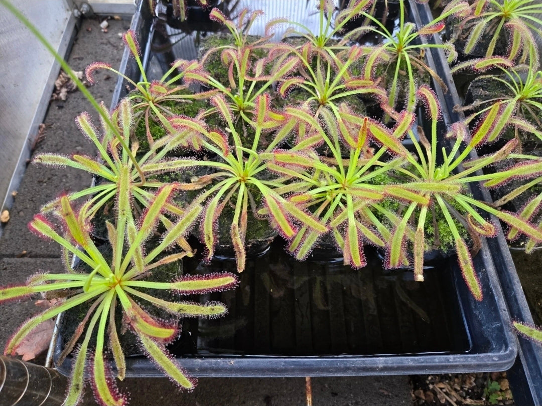 Large Drosera Capensis