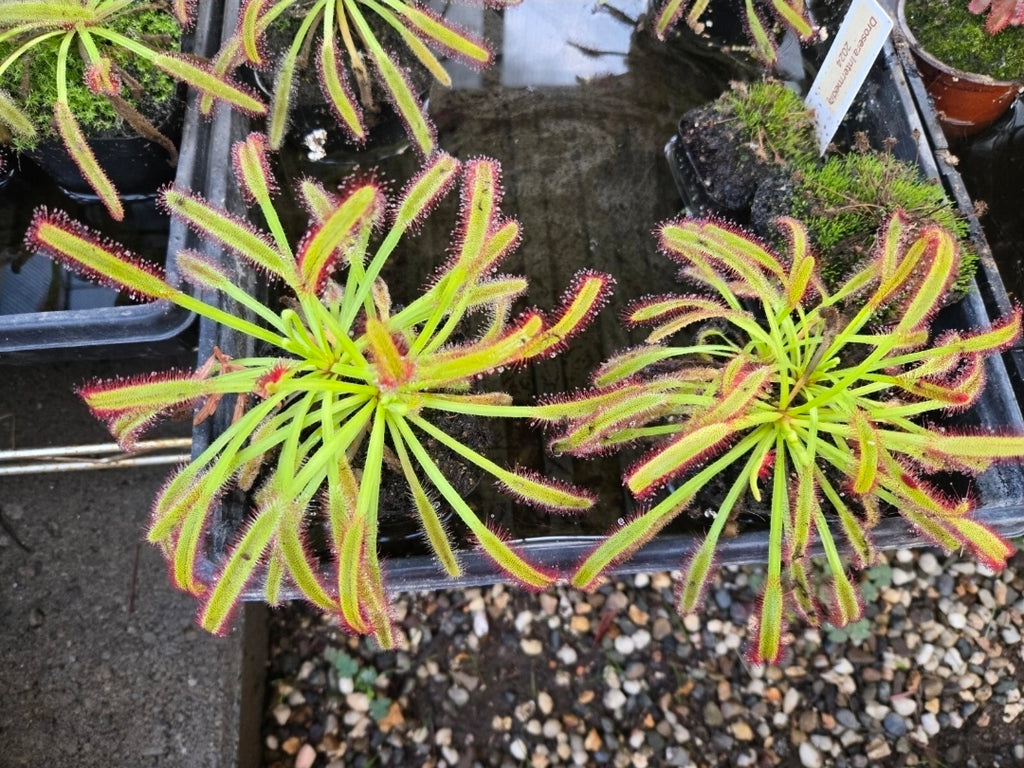 Large Drosera Capensis