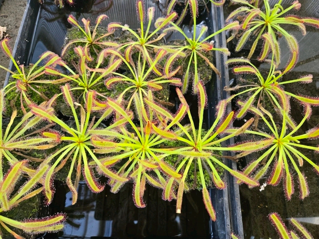 Large Drosera Capensis