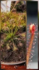 Sundew 2 Pack -(Drosera Intermedia, Drosera Filiformis)