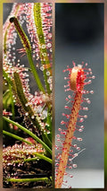 Sundew 2 Pack -(Drosera Capensis, Drosera Filiformis)