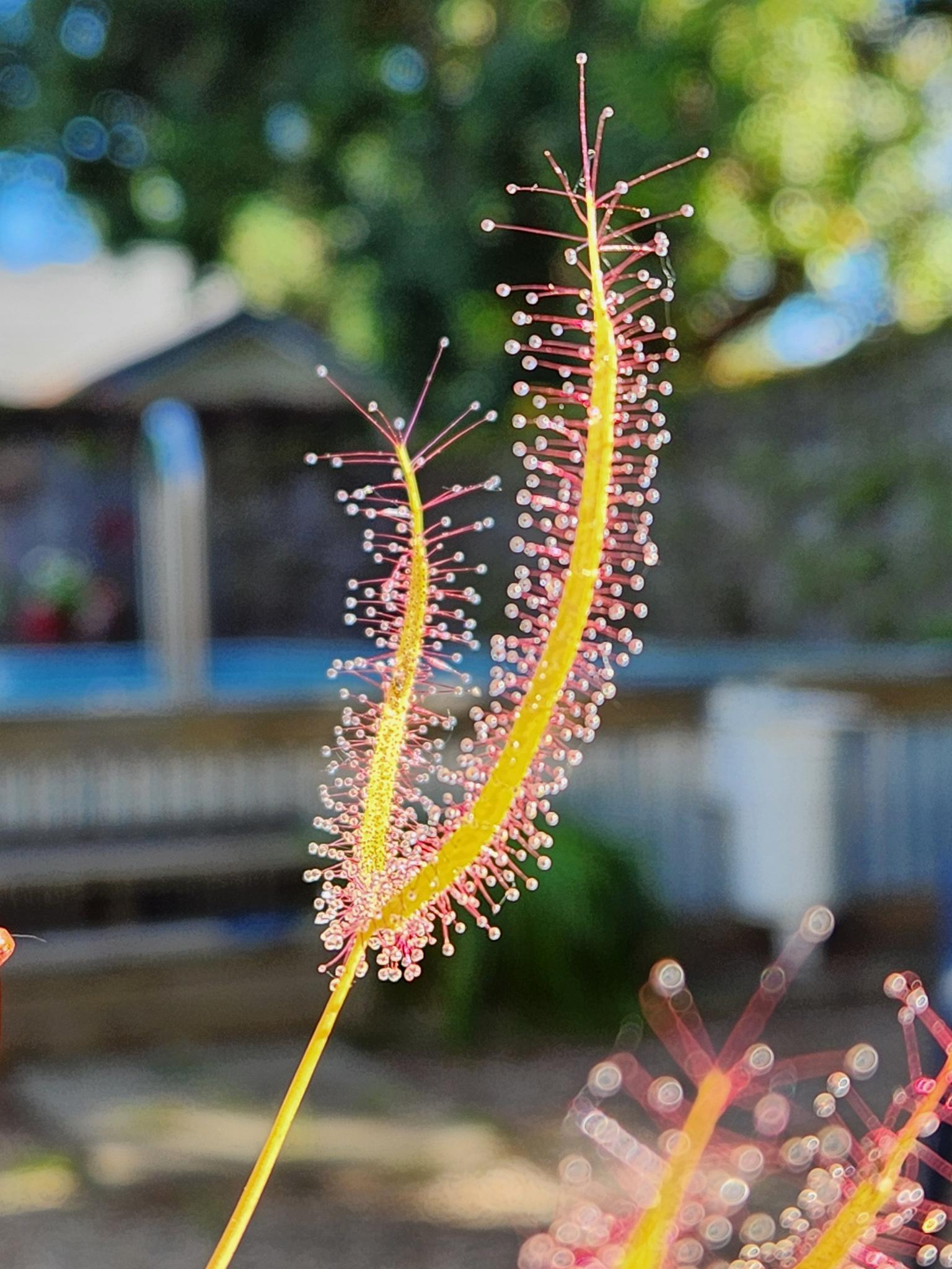 Sundew Seeds Mixed Pack (100+)- D. Capensis, D. Filiformis, D. Binita, D. Spatulata, D. Intermedia