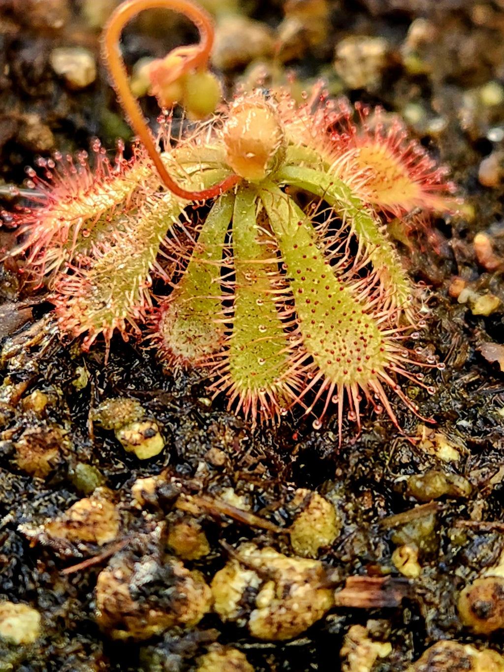 Drosera Spatulata Seeds (Sundew) 50+