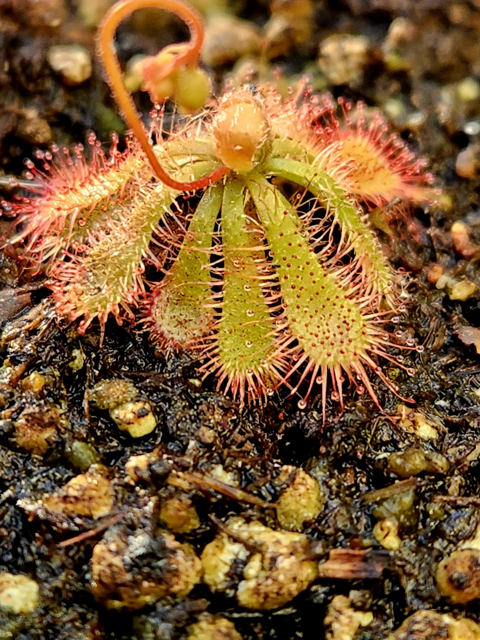 Drosera Spatulata
