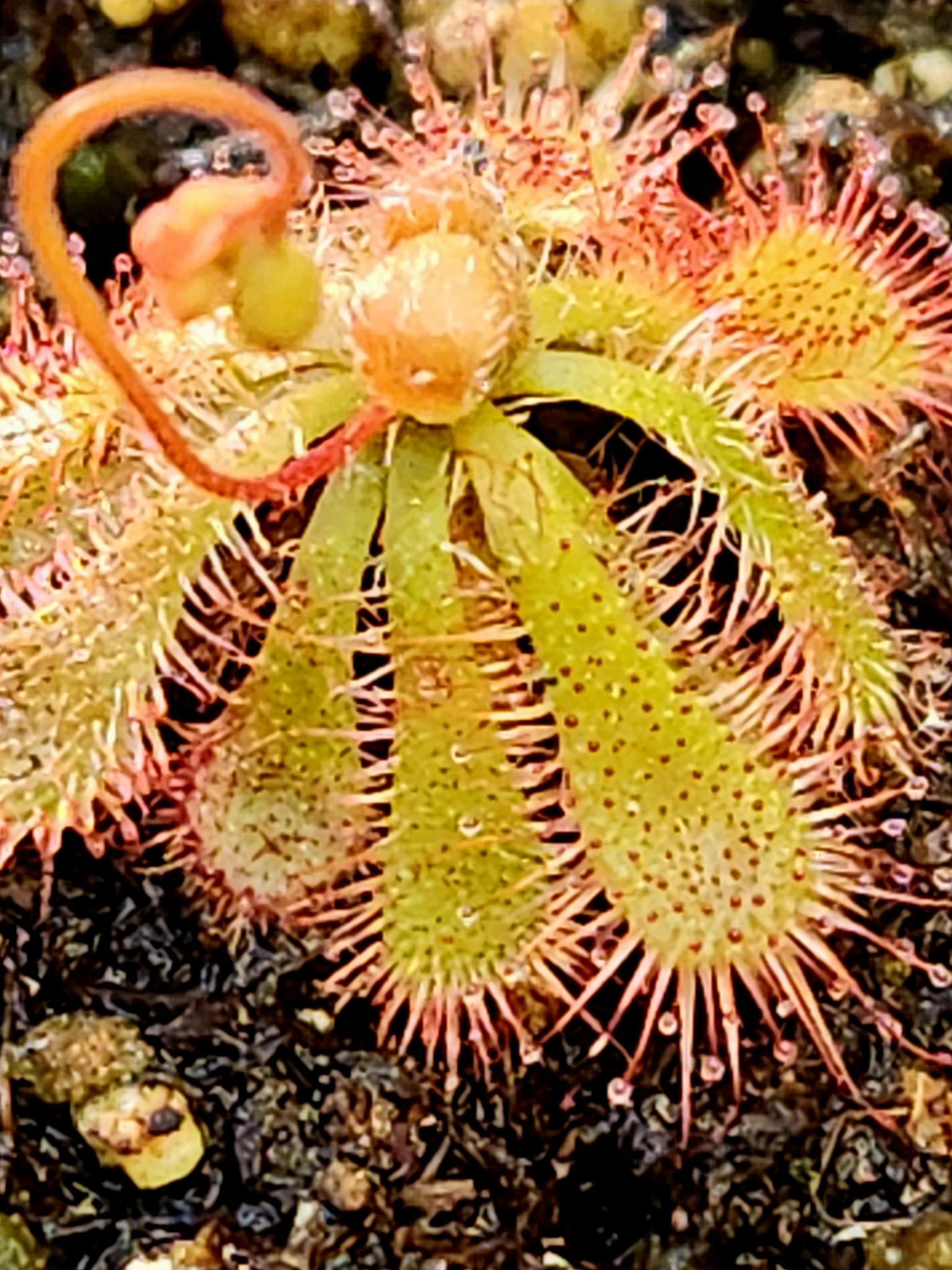 Sundew 4 Pack- Drosera Spatulata