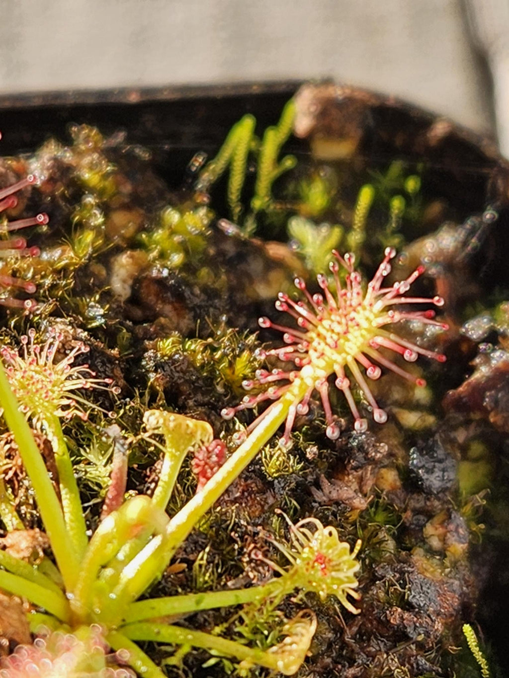 Sundew Seeds- Drosera Intermedia 50+