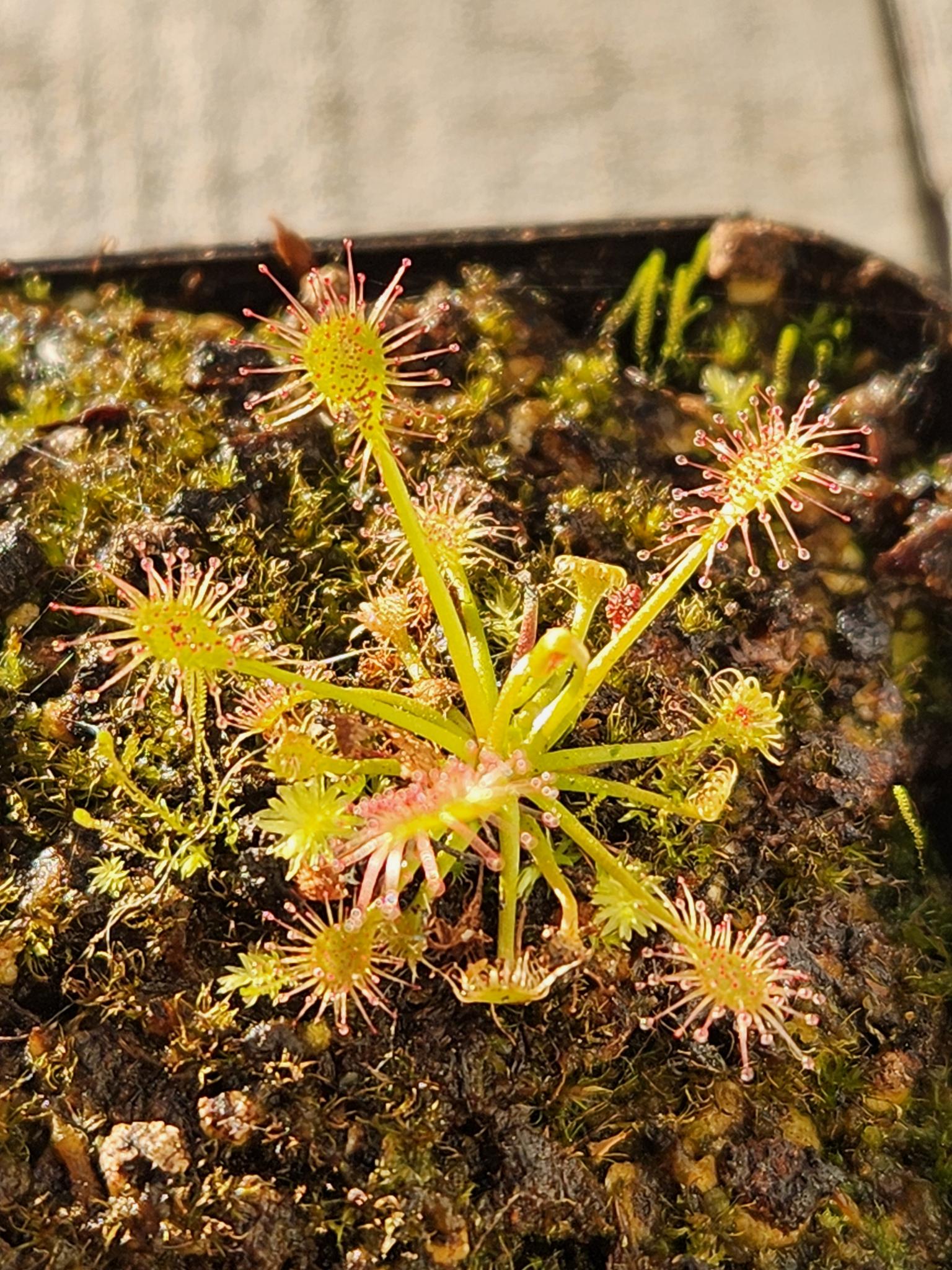 Drosera Intermedia (Sundew)