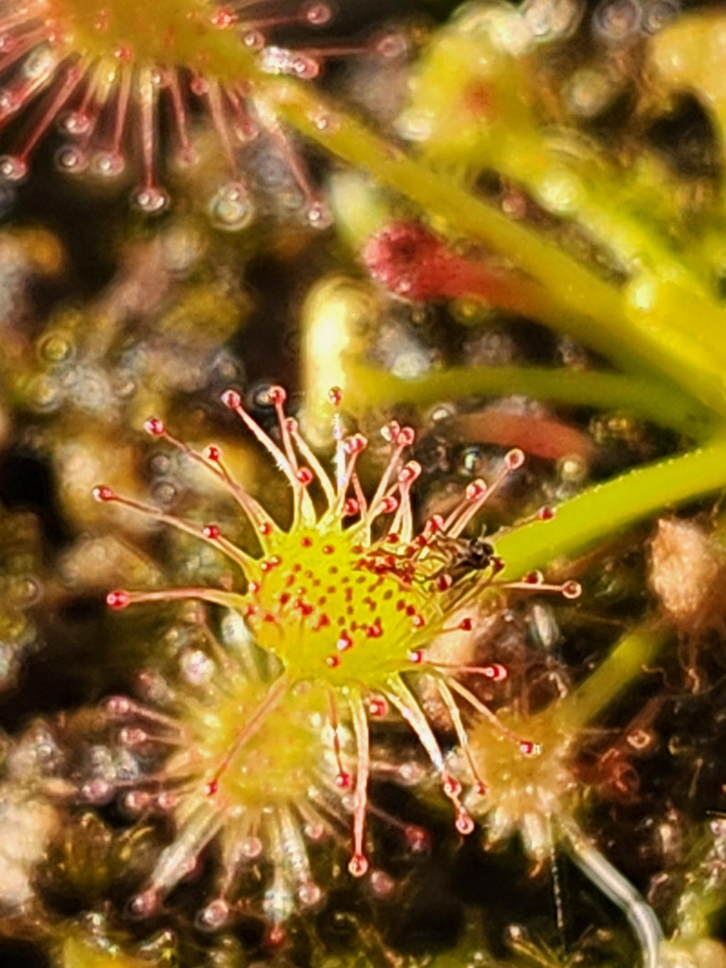 Sundew Seeds- Drosera Intermedia 50+