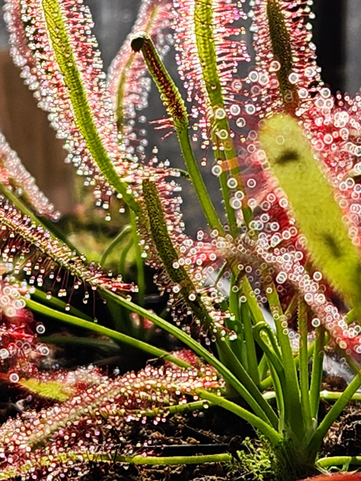 Sundew 2 Pack- Drosera Capensis, Drosera Intermedia