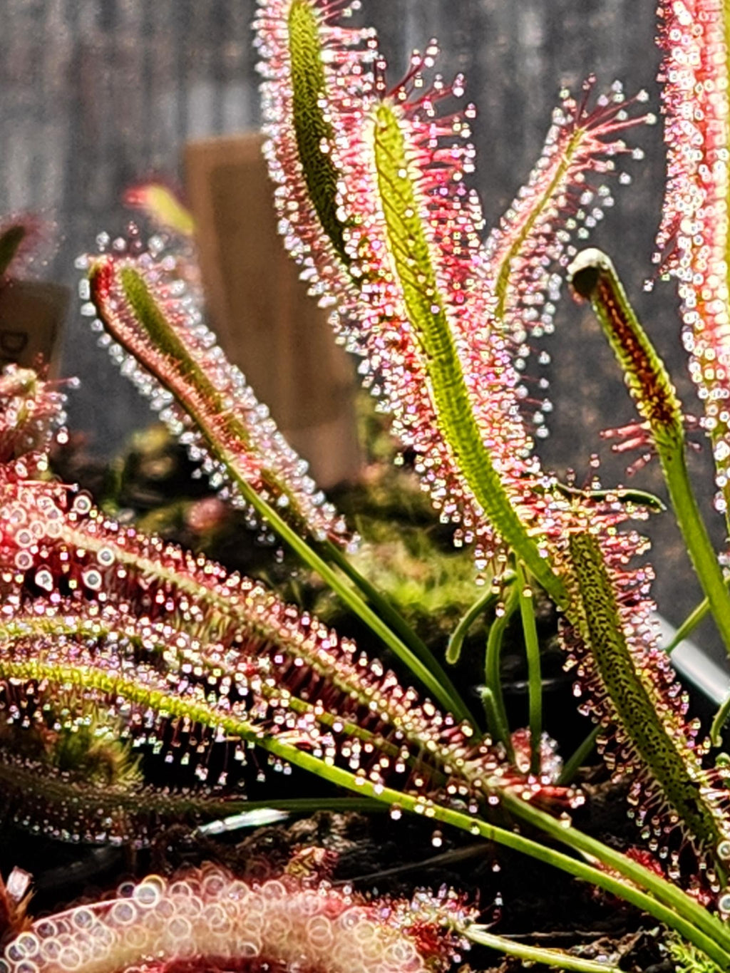 Carnivorous Plant 2 Pack- (Sundew & Bladderwort) Drosera Capensis, Utricularia Subulat