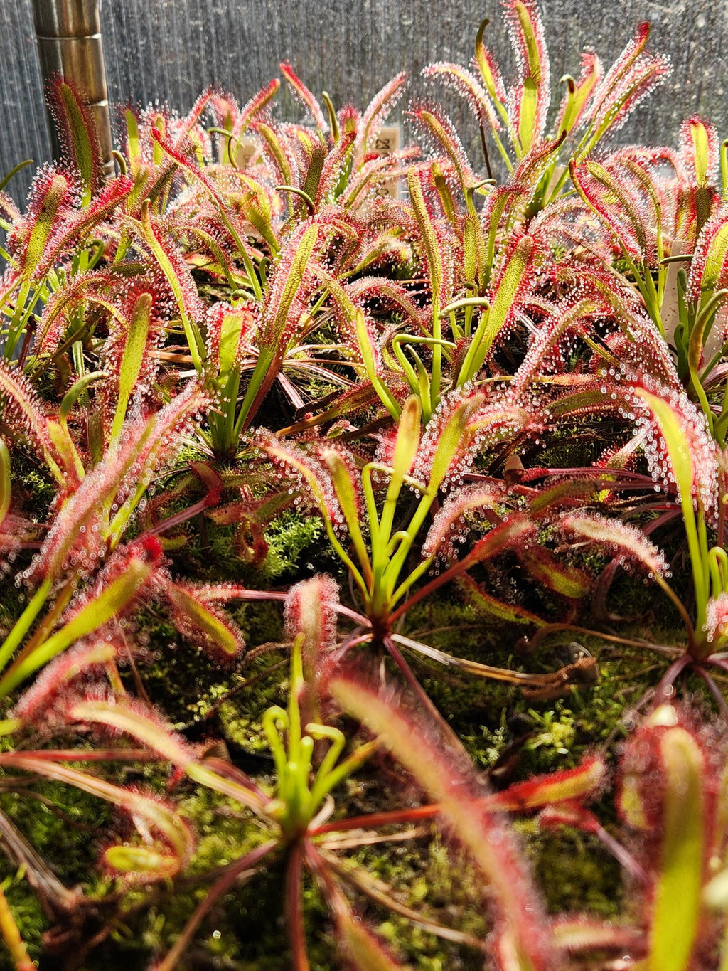 Carnivorous Plant 2 Pack- (Sundew & Bladderwort) Drosera Capensis, Utricularia Subulat