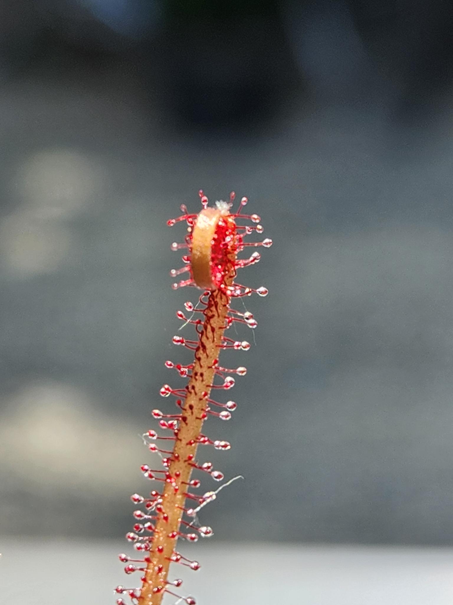 Sundew Seeds - Drosera Filiformis