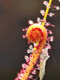 Sundew 4 Pack- Drosera Filiformis (Thread-Leaf Sundew)