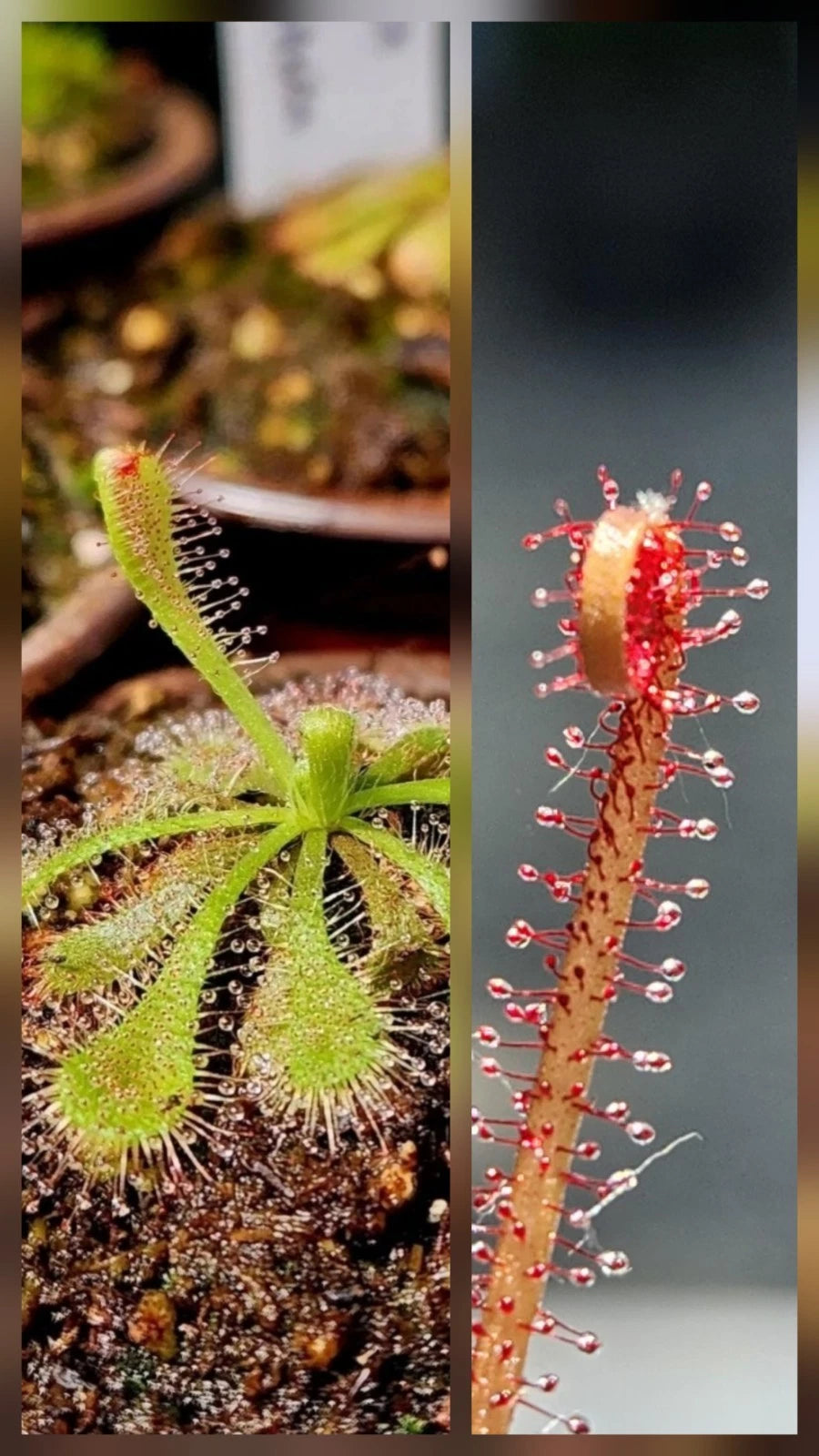 Sundew 2 Pack -(Drosera Spatulata, Drosera Filiformis)